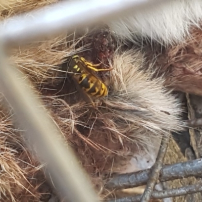 Vespula germanica (German Yellowjacket Wasp (also known as European Wasp)) at Booth, ACT - 14 May 2019 by DonFletcher