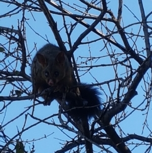 Trichosurus vulpecula at O'Connor, ACT - 1 May 2019 12:00 AM