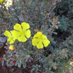 Hibbertia obtusifolia (Grey Guinea-flower) at Mount Ainslie - 15 May 2019 by JanetRussell