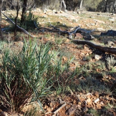 Stypandra glauca (Nodding Blue Lily) at Majura, ACT - 15 May 2019 by JanetRussell