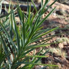 Stypandra glauca at Majura, ACT - 15 May 2019