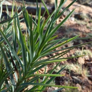 Stypandra glauca at Majura, ACT - 15 May 2019