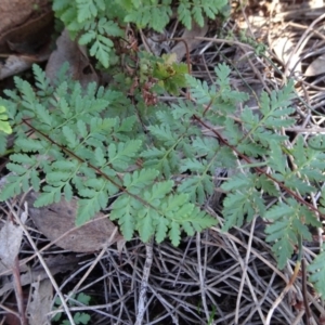 Cheilanthes austrotenuifolia at Majura, ACT - 15 May 2019