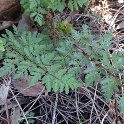 Cheilanthes austrotenuifolia (Rock Fern) at Mount Ainslie - 15 May 2019 by JanetRussell