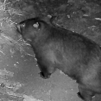 Vombatus ursinus (Common wombat, Bare-nosed Wombat) at Booth, ACT - 12 Mar 2019 by DonFletcher