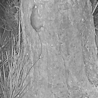 Rattus rattus (Black Rat) at Booth, ACT - 8 Mar 2019 by DonFletcher