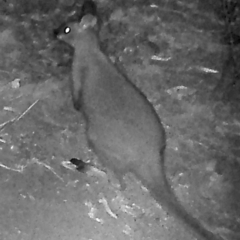 Notamacropus rufogriseus (Red-necked Wallaby) at Namadgi National Park - 14 Mar 2019 by DonFletcher