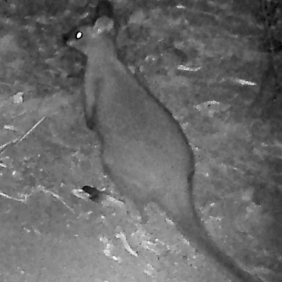 Notamacropus rufogriseus (Red-necked Wallaby) at Booth, ACT - 15 Mar 2019 by DonFletcher