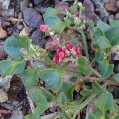 Einadia hastata (Berry Saltbush) at Mount Ainslie - 15 May 2019 by JanetRussell