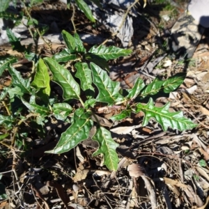 Solanum cinereum at Majura, ACT - 15 May 2019