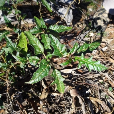 Solanum cinereum (Narrawa Burr) at Majura, ACT - 15 May 2019 by JanetRussell
