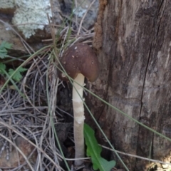 Oudemansiella 'radicata group' (Rooting shank) at Mount Ainslie - 15 May 2019 by JanetRussell