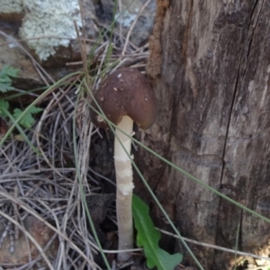 Oudemansiella 'radicata group' at Majura, ACT - 15 May 2019