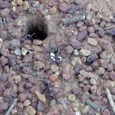 Iridomyrmex purpureus (Meat Ant) at Mount Ainslie - 15 May 2019 by JanetRussell