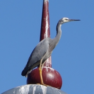 Egretta novaehollandiae at Phillip, ACT - 14 May 2019