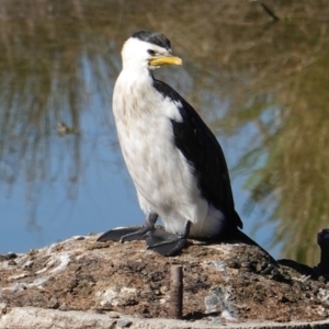 Microcarbo melanoleucos at Phillip, ACT - 14 May 2019 11:50 AM