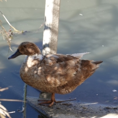 Anas platyrhynchos (Mallard (Domestic Type)) at Phillip, ACT - 14 May 2019 by JackyF