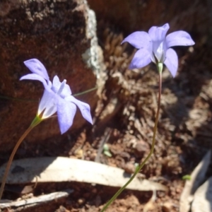 Wahlenbergia stricta subsp. stricta at Majura, ACT - 15 May 2019