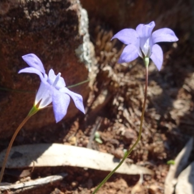 Wahlenbergia stricta subsp. stricta (Tall Bluebell) at Mount Ainslie - 15 May 2019 by JanetRussell