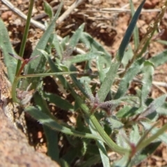 Wahlenbergia stricta subsp. stricta at Majura, ACT - 15 May 2019