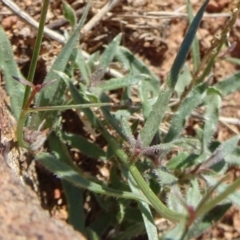 Wahlenbergia stricta subsp. stricta at Majura, ACT - 15 May 2019 11:54 AM