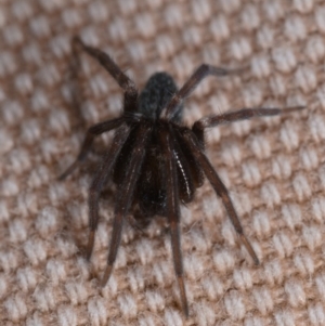 Badumna insignis at Watson, ACT - 15 May 2019 12:00 AM