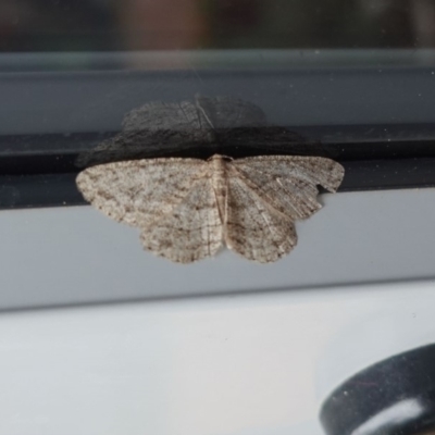 Ectropis (genus) (An engrailed moth) at Hughes, ACT - 2 May 2019 by JackyF