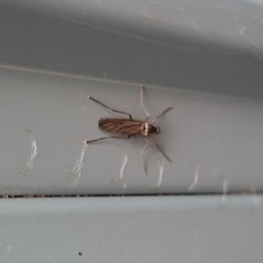 Boreoides subulatus (Wingless Soldier Fly) at Hughes, ACT - 2 May 2019 by JackyF