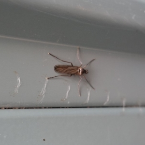 Boreoides subulatus at Hughes, ACT - 2 May 2019