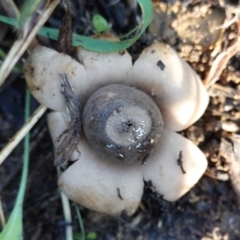 Geastrum sp. (genus) (An earthstar) at Deakin, ACT - 12 May 2019 by JackyF