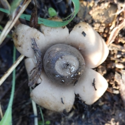 Geastrum sp. (Geastrum sp.) at Red Hill to Yarralumla Creek - 12 May 2019 by JackyF