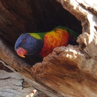 Trichoglossus moluccanus (Rainbow Lorikeet) at Red Hill to Yarralumla Creek - 13 May 2019 by JackyF