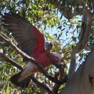 Eolophus roseicapilla at Deakin, ACT - 14 May 2019