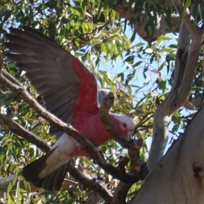 Eolophus roseicapilla (Galah) at Red Hill to Yarralumla Creek - 14 May 2019 by JackyF