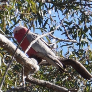 Eolophus roseicapilla at Deakin, ACT - 14 May 2019