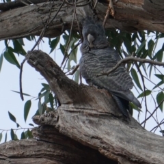 Callocephalon fimbriatum (Gang-gang Cockatoo) at GG101 - 1 May 2019 by JackyF