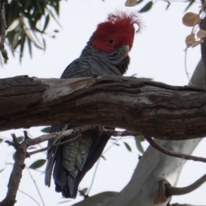 Callocephalon fimbriatum at Hughes, ACT - 1 May 2019