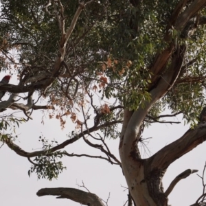 Callocephalon fimbriatum at Hughes, ACT - 1 May 2019