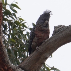 Callocephalon fimbriatum (Gang-gang Cockatoo) at Hughes, ACT - 12 May 2019 by JackyF