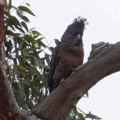 Callocephalon fimbriatum (Gang-gang Cockatoo) at Red Hill to Yarralumla Creek - 12 May 2019 by JackyF