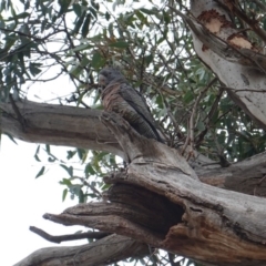 Callocephalon fimbriatum at Hughes, ACT - 12 May 2019