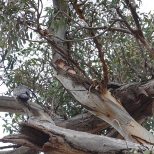 Callocephalon fimbriatum at Hughes, ACT - 12 May 2019