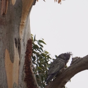 Callocephalon fimbriatum at Hughes, ACT - 12 May 2019