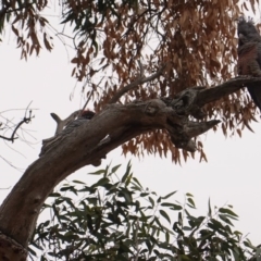 Callocephalon fimbriatum at Hughes, ACT - 12 May 2019