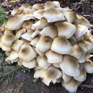 Armillaria sp. at Broughton Vale, NSW - 7 May 2019