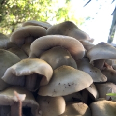 Armillaria sp. at Broughton Vale, NSW - 7 May 2019 02:17 PM