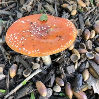 Amanita muscaria (Fly Agaric) at Kingston, ACT - 15 May 2019 by Nivlek