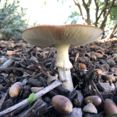 Amanita muscaria at Kingston, ACT - 15 May 2019 11:51 AM