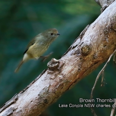 Acanthiza pusilla (Brown Thornbill) at Narrawallee Creek Nature Reserve - 6 May 2019 by Charles Dove