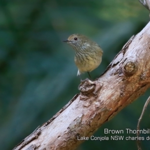 Acanthiza pusilla at Lake Conjola, NSW - 7 May 2019 12:00 AM